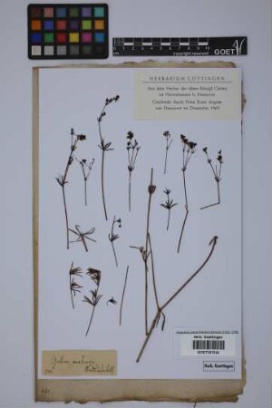 Galium montanum L.