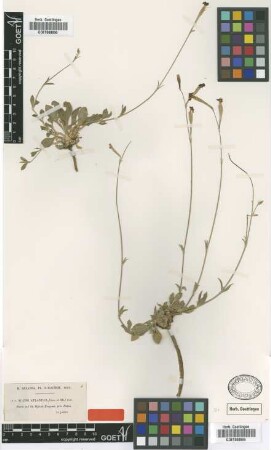 Silene atlantica Coss. & Dur. [type]
