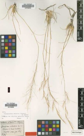 Aristida sahelica Trab. [isotype]
