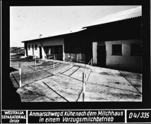 Anmarschweg der Kühe nach einem Milchhaus in einem Vorzugsmilchbetrieb