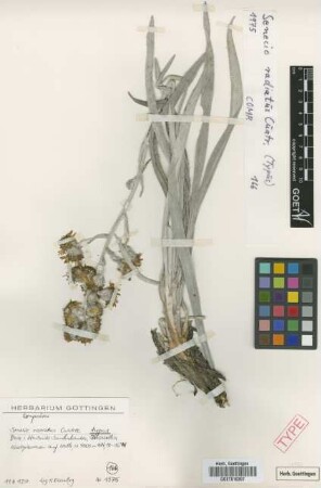 Senecio radiaus Cuatrec. [isotype]