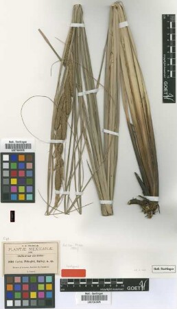 Carex pringlei L.H.Bailey [isotype]