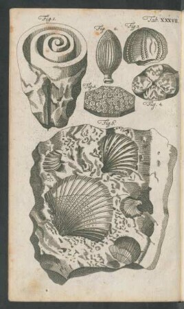 Tab. XXXVII. Fig. 1 - Fig. 6.