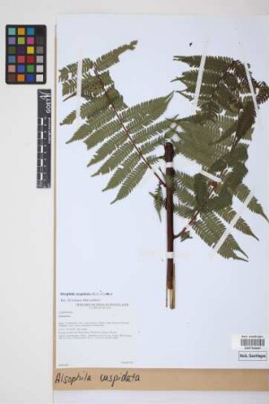 Alsophila cuspidata (Kunze) D.S.Conant