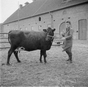 Institut für Tierzuchtforschung Dummerstorf. Erste Rückkreuzung aus Jersey und Schwarzbunt. Milchkuh