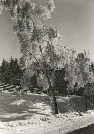 Osterzgebirge. Birken mit Raureif an der Straße nach Frauenstein