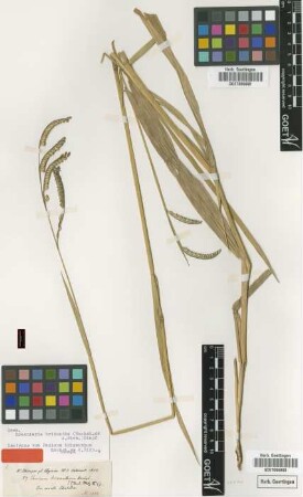 Panicum brizanthum Hochst. ex A.Rich. [isotype]