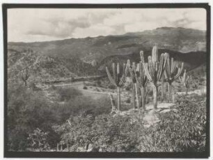 Trockenvegetation im Tal des Río Mizque bei Chapapa