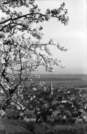 Ihringen: Blühender Kirschbaum und Blick auf den Ort
