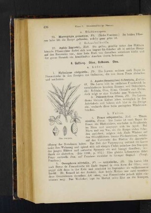 4. Gattung. Olive, Oelbaum. Olea.