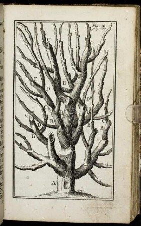 Fig. 12. pag. 166.