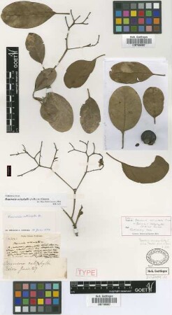 Bourreria reticulata Griseb. [type]