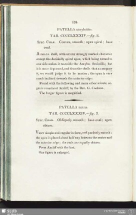 Patella ancyloides. Tab. CCCCLXXXIV. - fig. 2
