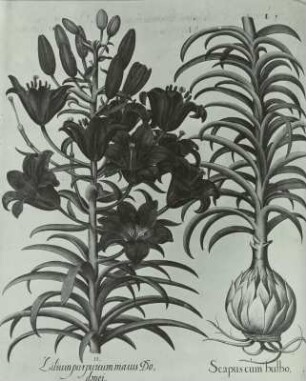 Besler, Basilius und Hieronymus: Hortus Eystettensis: Feuerlilie (Lilium bulbiferum L.)