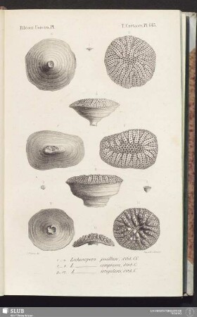 Pl. 645