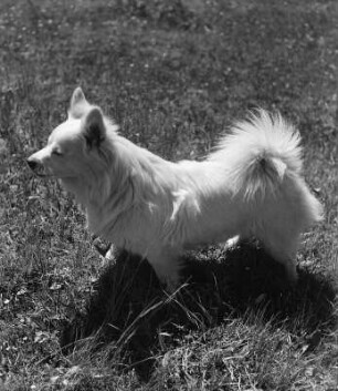 Weißer Spitz : Tiere. Weißer Spitz auf einer Wiese