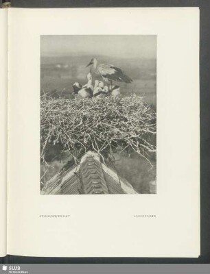 Storchennest