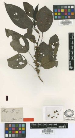 Hampea integerrima Schltdl. [type]