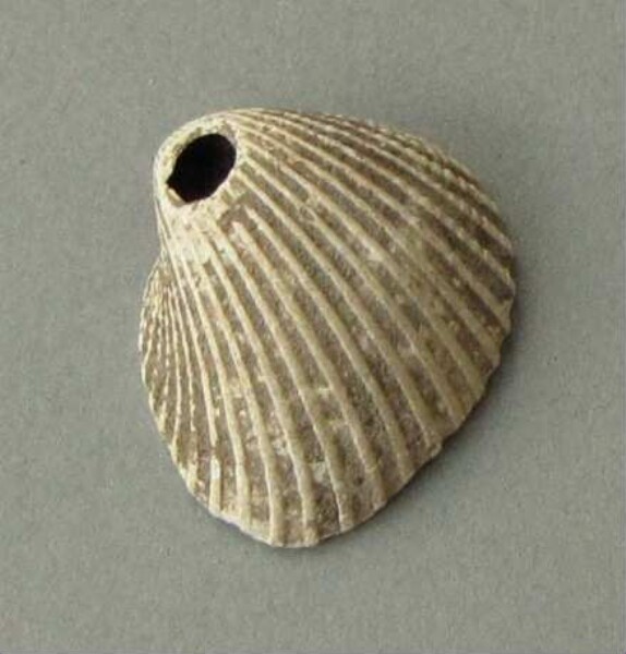 Muschelschale