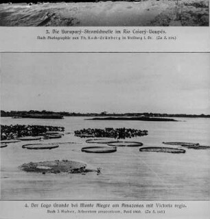 Amazonas : Der Fluss Amazonas mit Riesenseerosen (Victoria regia)
