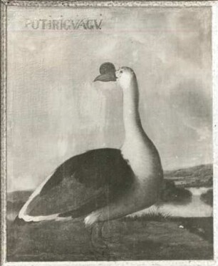 POTIRIGVACV Höckergans (Sarsidiornis melanonota, männl.)