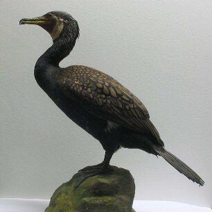 Kormoran