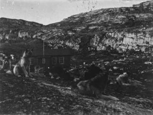 Schlittenhunde (Grönlandexpedition 1891-1893)