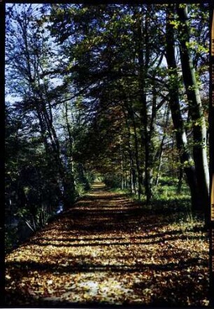 Donaueschingen: herbstlicher Weg im Fürstlich Fürstenbergischen Park