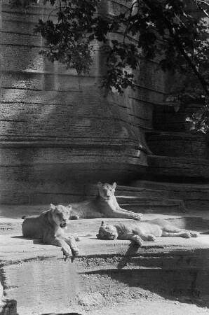 Löwen im Zoo