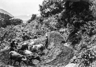 Feldbestellung (Deutsche Indien-Expedition 1926/1929 - 2. Odisha)