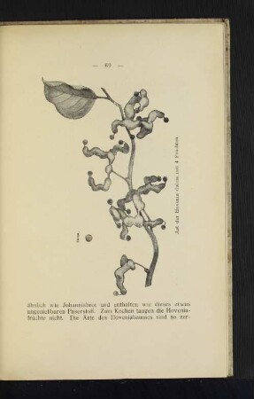 Ast der Hovenia dulcis mit 4 Früchten.