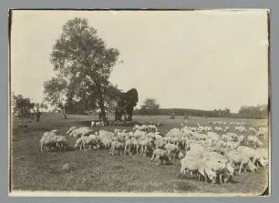 Magdeburg. Weidende Schafherden