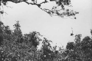 Affe im Sprung : Baumlandschaft mit einem springenden Affen