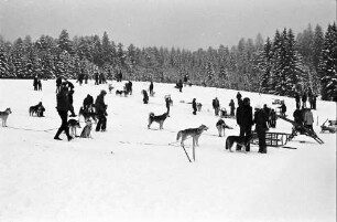 Todtmoos: Internationale Meisterschaften im Hundeschlittenrennen; Schneefeld am Startplatz mit Hunden