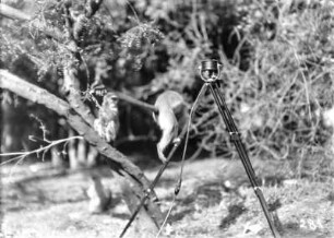 Meerkatzen : Zwei Meerkatzen inspizieren ein Mikrofon