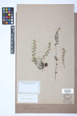 Adiantum deltoideum Sw.