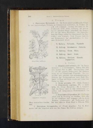 11. Gattung. Faltenohr. Ptychotis. 12. Gattung.Sichelmöhre. Falcaria. 13. Gattung. Sison. Sison. 14. Gattung. Ammi. Ammi.
