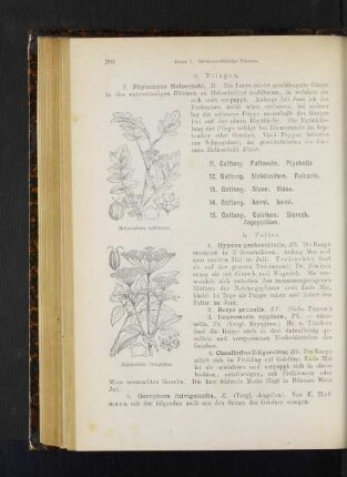 11. Gattung. Faltenohr. Ptychotis. 12. Gattung.Sichelmöhre. Falcaria. 13. Gattung. Sison. Sison. 14. Gattung. Ammi. Ammi.
