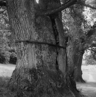Putbus. Schloßpark