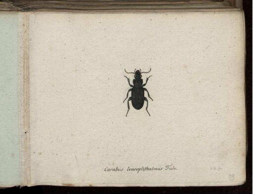 Carabus leucophthalmus Fabr. [bis] Carabus melanocephalus Fabr.