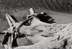 Ohne Titel (Baumstamm am Strand)