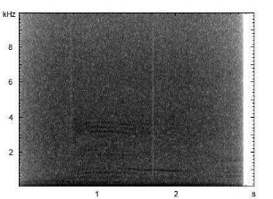 Hausschaf | Ovis aries f. domestica - Ruf