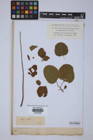 Morus alba L.