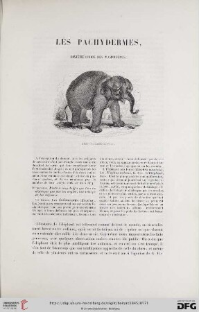 Les pachydermes, dixième ordre des mammifères