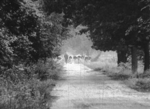 Bilder aus Lüchow-Dannenberg (Framescan)