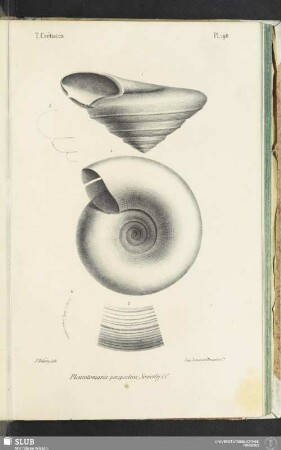 Pl. 196