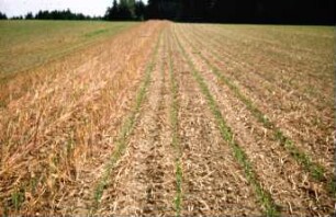 Fotografie: Säverfahren, Einzelkornsaat, Mais, Mulchsaat, Feldaufgang
