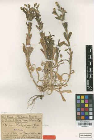 Silene holzmannii Heldr. ex Boiss. [type]