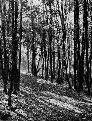 Ein Sommertag im Jungwald. Impression. Gegenlichtaufnahme