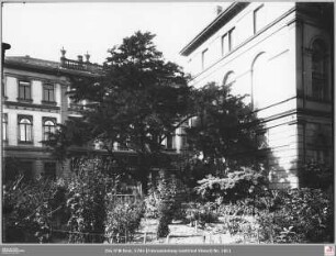 Botanischer Garten von Norden zur Stifstraße, Eibe mit Senckenbergischer Bibliothek (angeschnitten)
